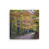 Canvas photo print of autumn Virginia forest road