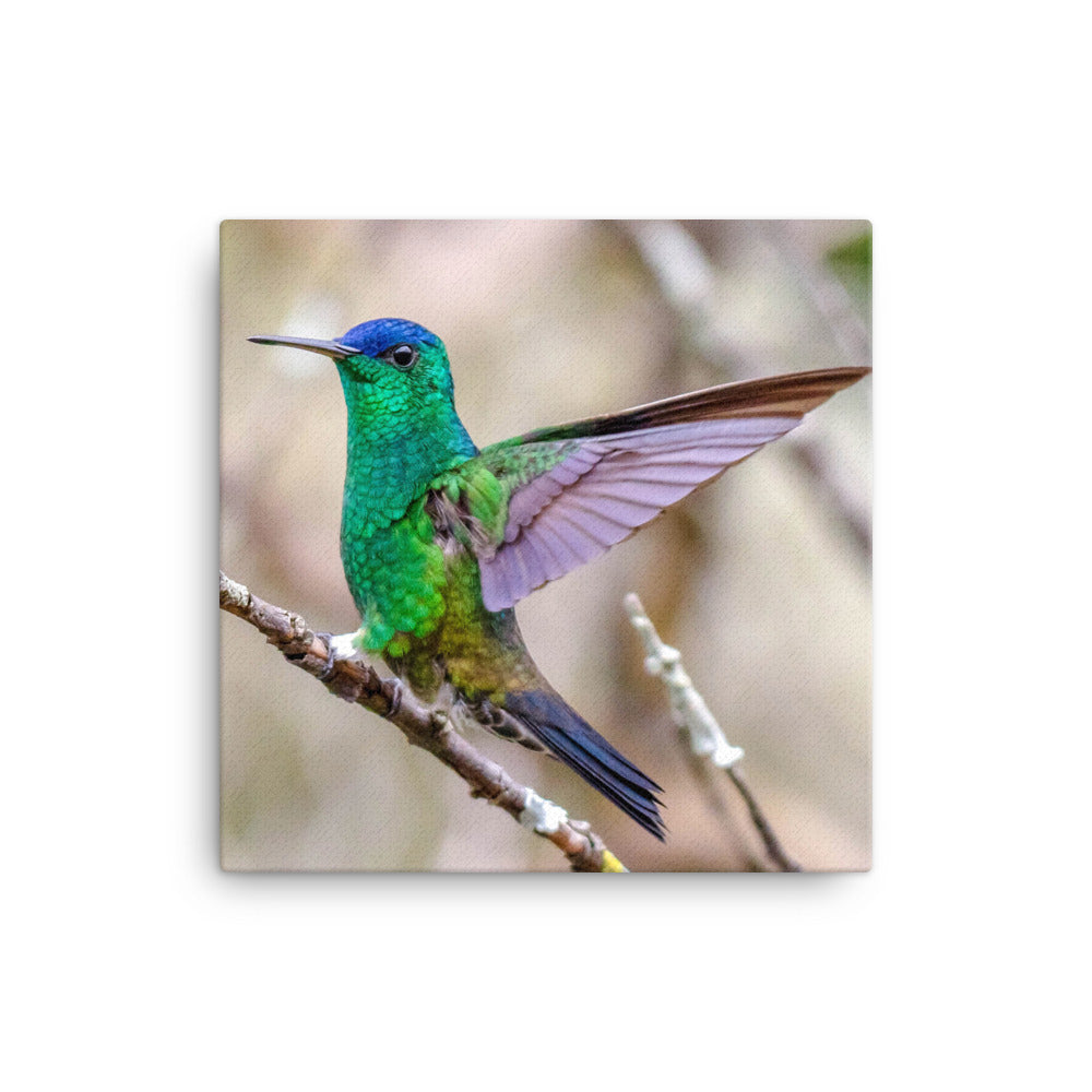 Canvas photo print of Indigo-capped Hummingbird