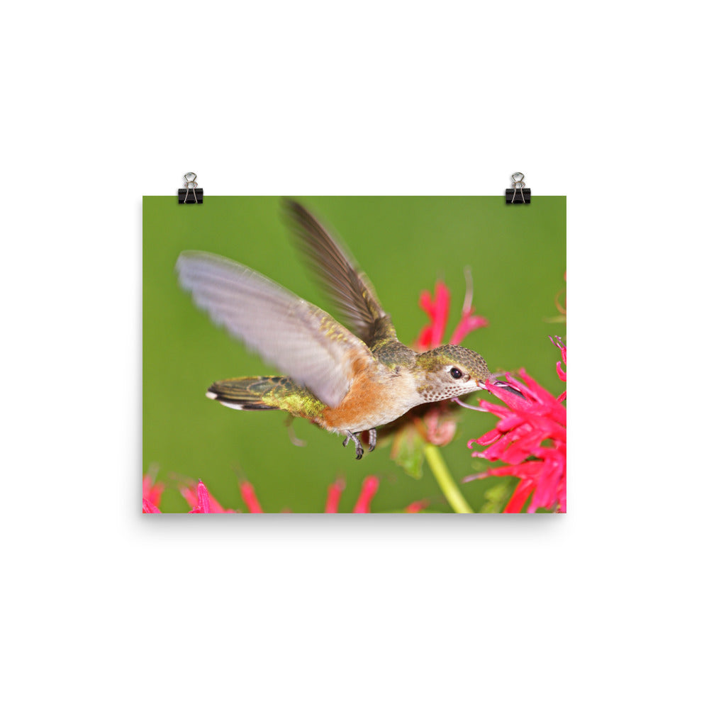 Broad-tailed Hummingbird feeding at Monarda - print