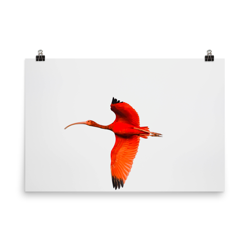 Scarlet Ibis flying to roost - print