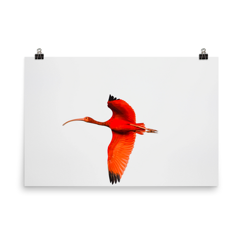 Scarlet Ibis flying to roost - print