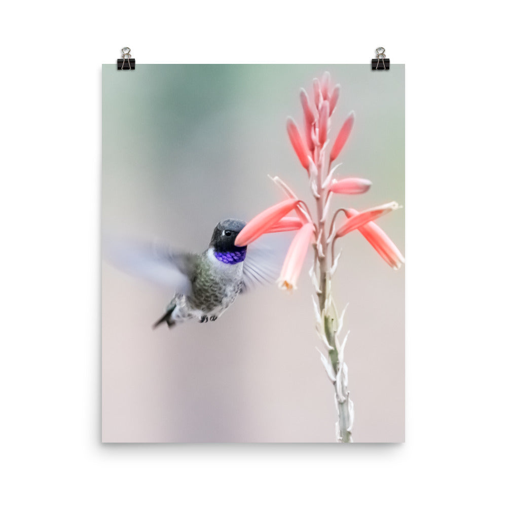 Black-chinned Hummingbird male at flowers - print