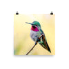 Broad-tailed Hummingbird, perched, yellow background - print