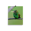 Copper-rumped Hummingbird with beak wide open - print