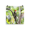 Lineated Woodpecker - print