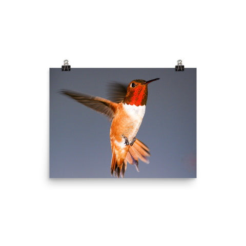 Rufous Hummingbird, Hovering, Frontal View - Print