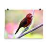 Silver-beaked Tanager, female - print