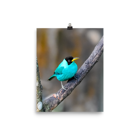 Green Honeycreeper male - print