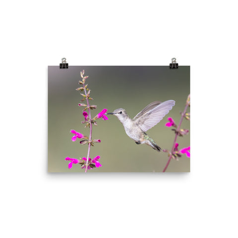 Black-chinned Hummingbird female - print