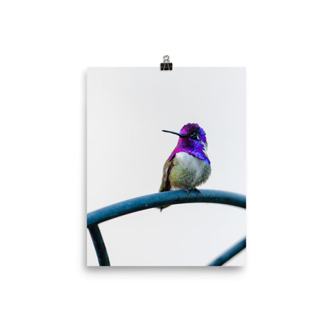 Costa Hummingbird male against white background - print