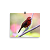 Silver-beaked Tanager, female - print