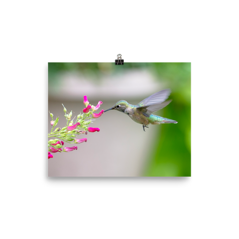 Hovering Broadtailed Hummingbird on Red Birds Plant-print