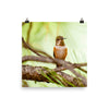 Rufous Hummingbird, male, immature, perched - print