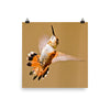 Rufous Hummingbird in flight, orange and ecru - print