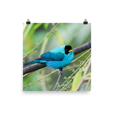 Green Honeycreeper, male 3 - print