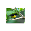 Yellow and black bird with white stripe on head