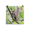 Lineated Woodpecker - print