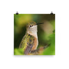 Broad-tailed Hummingbird, close-up, perched, pensive - print