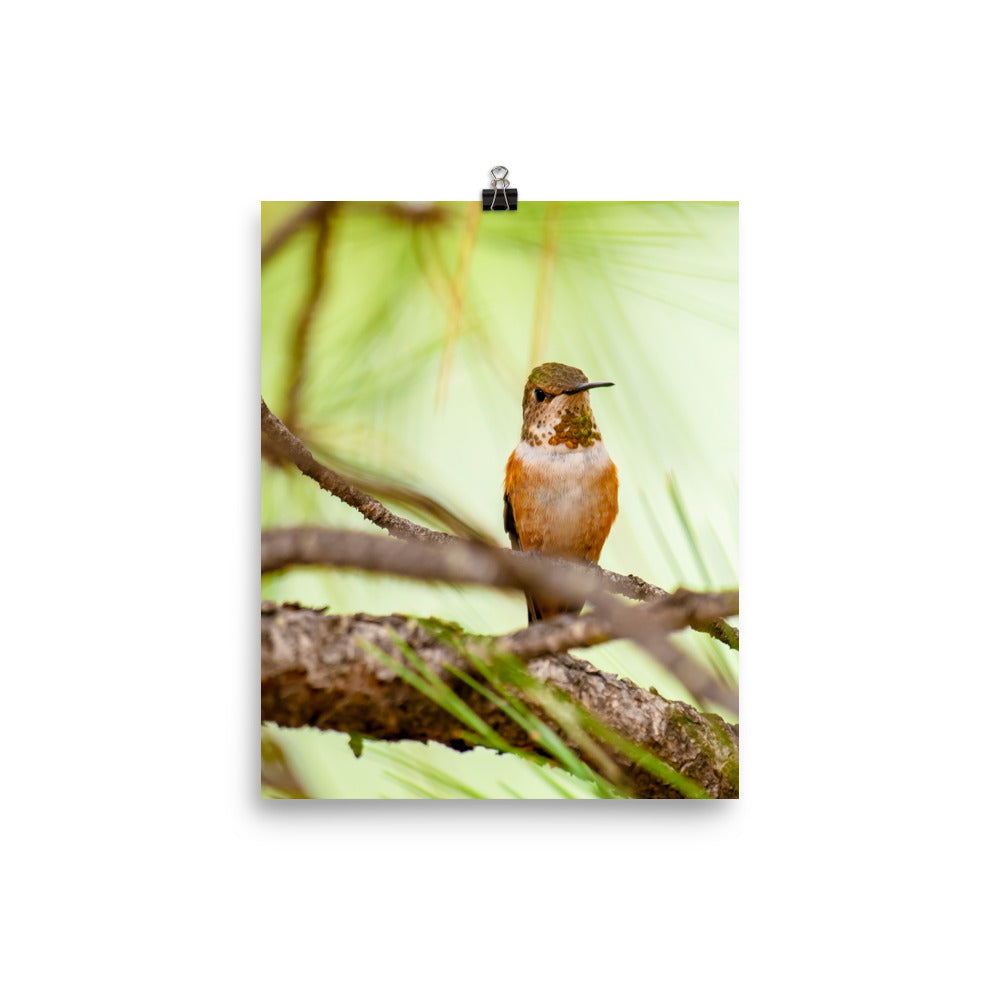 Perched Hummingbird in orange with green background