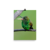 Copper-rumped Hummingbird with beak wide open - print