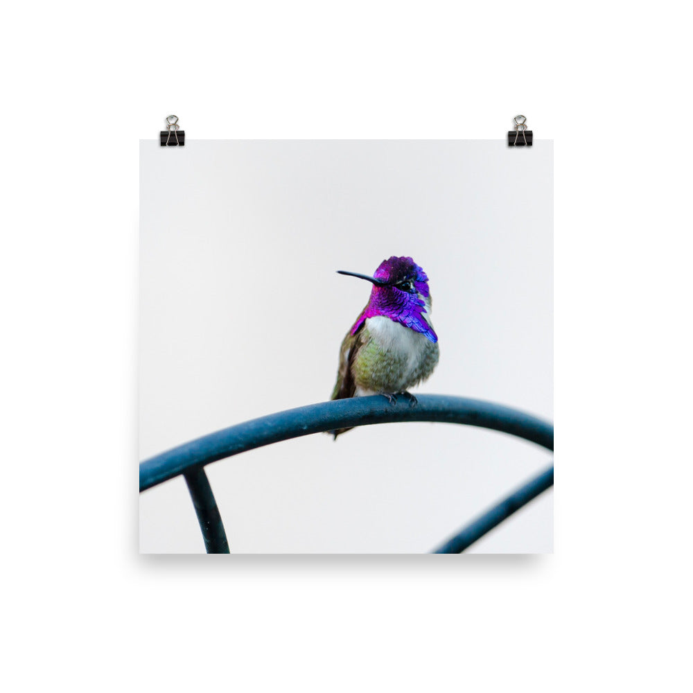 Costa Hummingbird male against white background - print