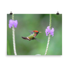Tufted Coquette Male hovering at flower - print