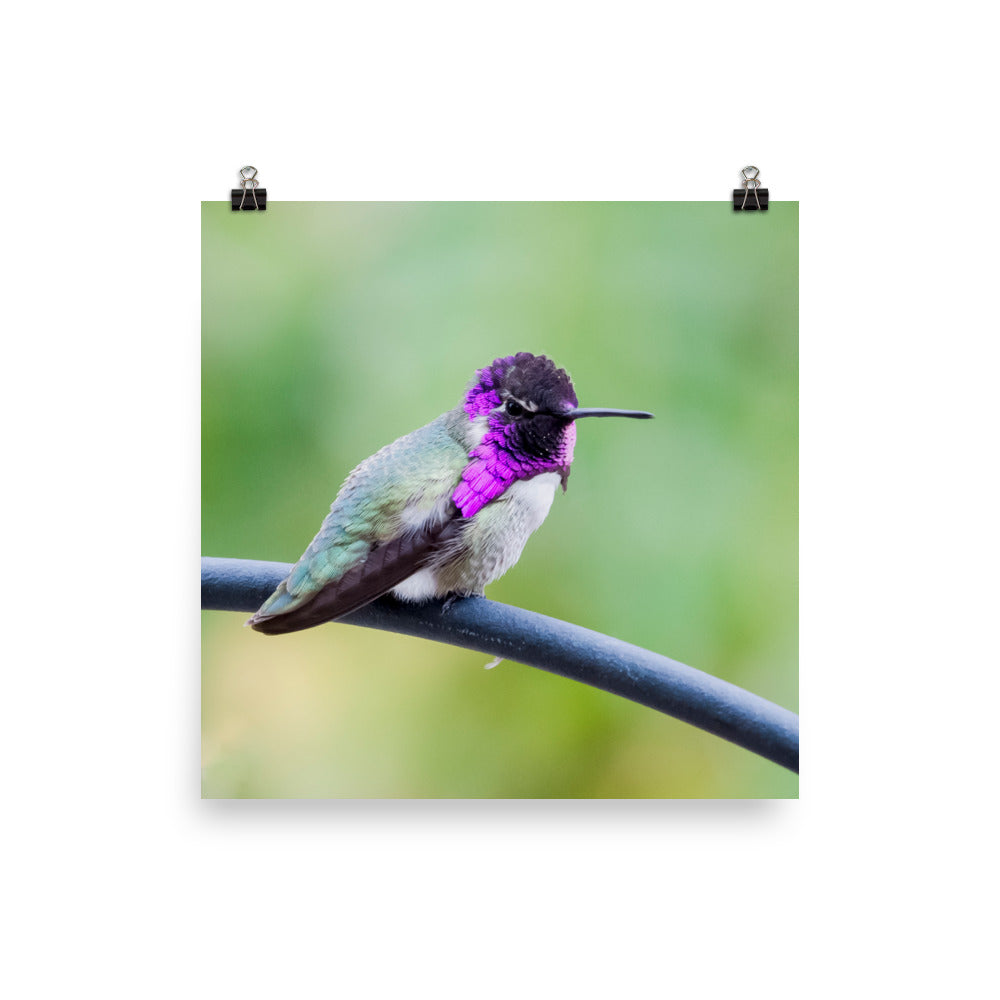 Perched hummingbird with purple gorget square print