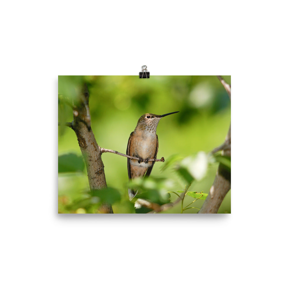 Broad-tailed Hummingbird female resting quietly on branch - print