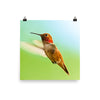 Rufous Hummingbird male, in flight - print