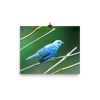 Blue-grey Tanager - print