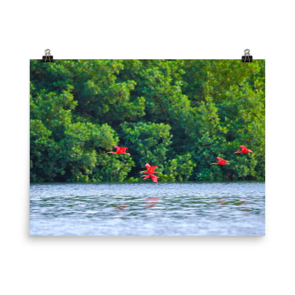 Scarlet Ibis flying low toward their roosting island - print