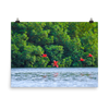 Scarlet Ibis flying low toward their roosting island - print