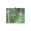 Tufted Coquette Male hovering at flower - print