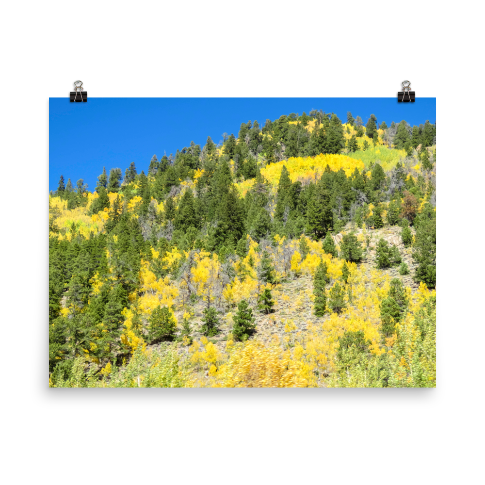 Fall aspen hillside near Leadville, Colorado - print