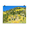 Fall aspen hillside near Leadville, Colorado - print
