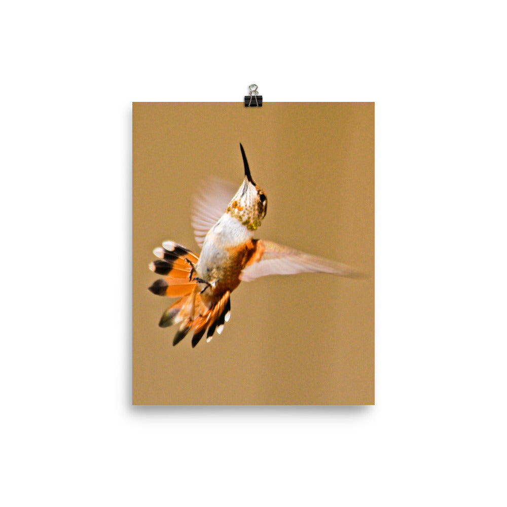Orange tailed hummingbird wings flared on ecru background