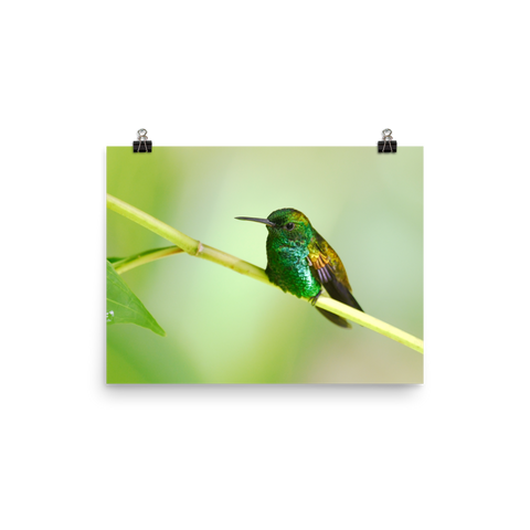 Copper-rumped Hummingbird - print