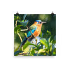 Blue-crowned Motmot in the sun