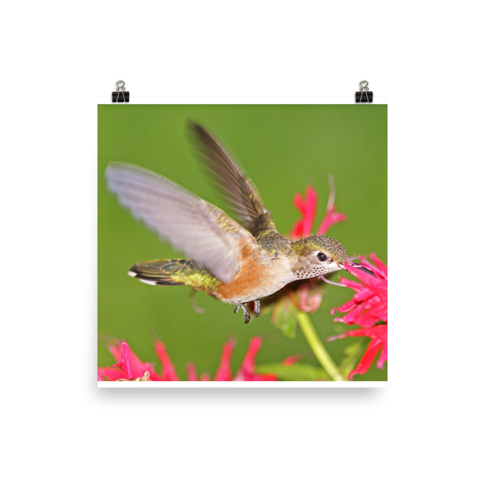 Broad-tailed Hummingbird hovers at Monarda