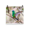 Indigo-capped Hummingbird stretches his wings
