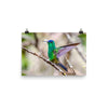 Indigo-capped Hummingbird stretches his wings