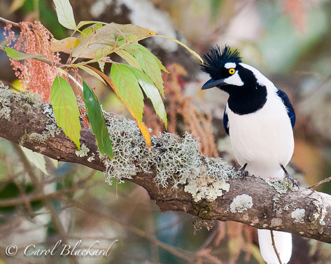 Tufted jay on lichen-covered branch