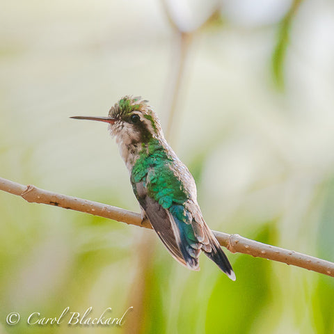 Green hummingbird perched with head markings